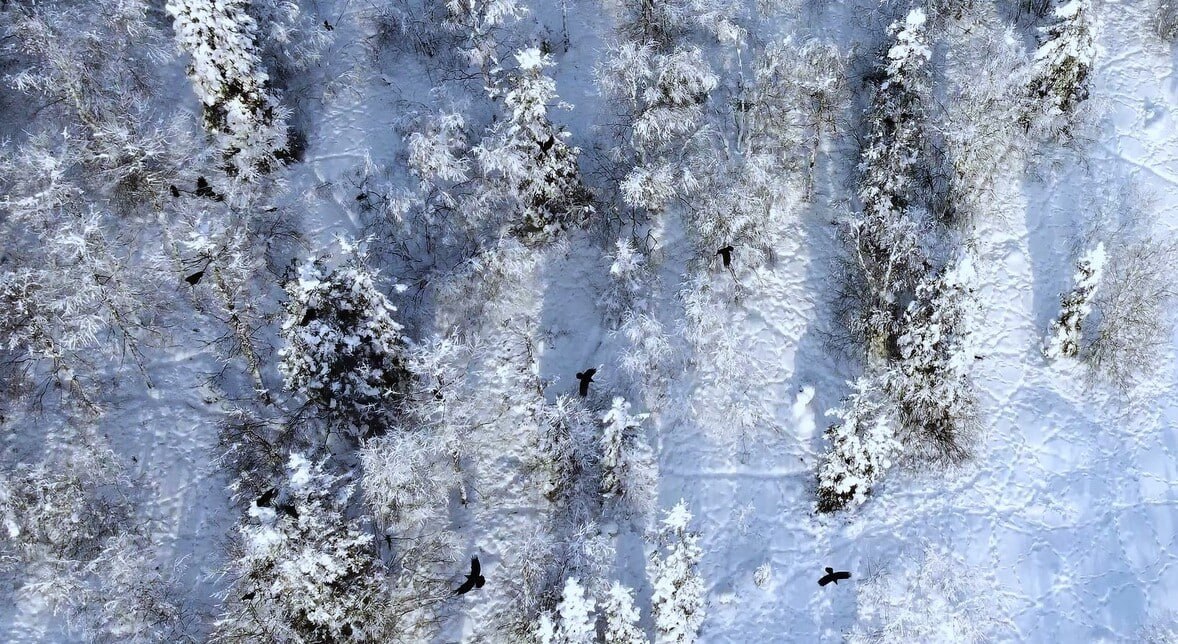 Времена – февраль: нестрогая проверка на готовность к весне