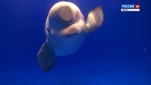 ��� ��������, �� � ��� ������� ������