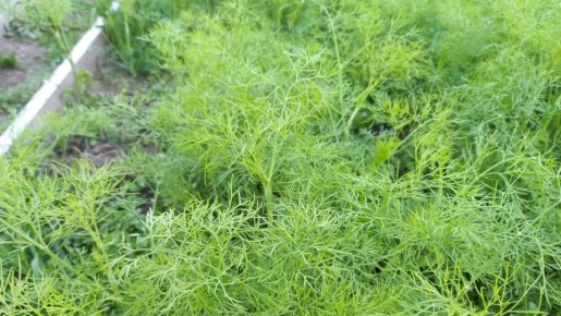 ����� ������ �� ������� ������: ��� ���� �������� ������ ������ � ����������