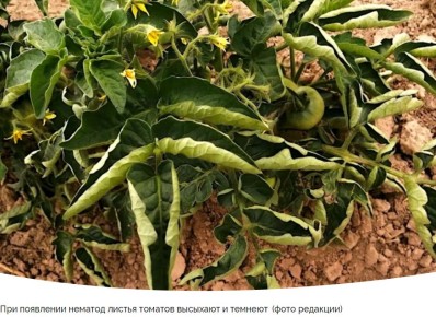 ����������� ������ ������ � ���������� �� ����� ������� ���������