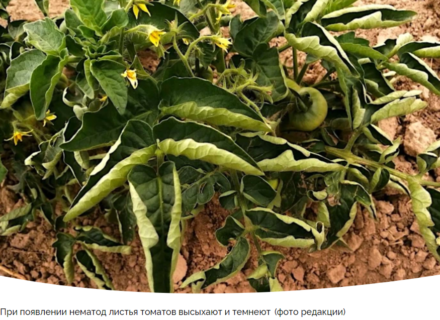 Эффективные методы борьбы с нематодами на ваших любимых растениях