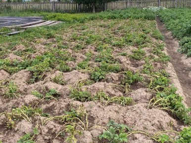 Обработка почвы от фитофтороза: простые рекомендации для огородников