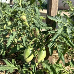 Как сделать ваши помидоры действительно сладкими и ароматными