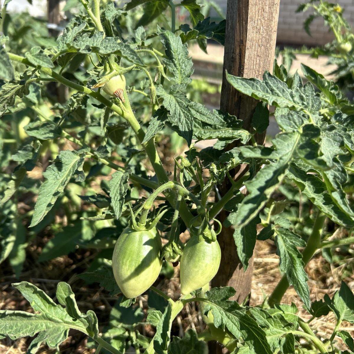 Как сделать ваши помидоры действительно сладкими и ароматными