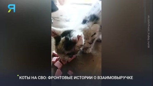 Фронтовые истории усатых и хвостатых