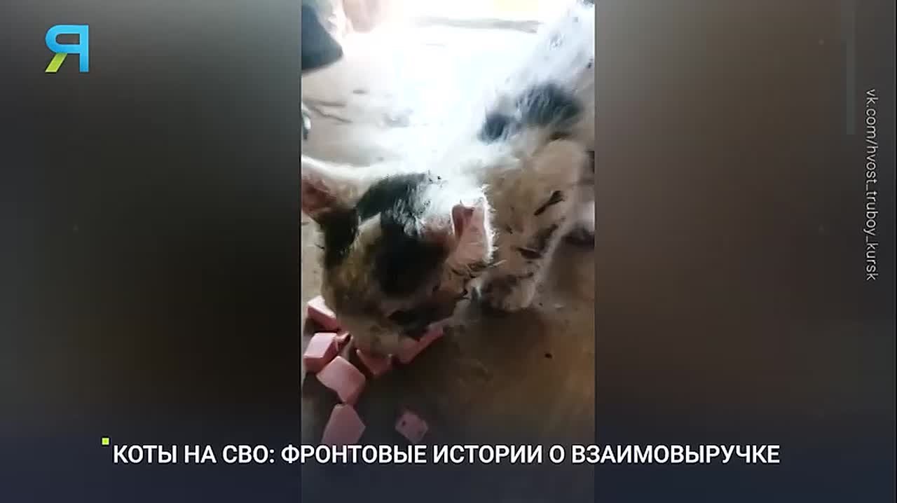 Фронтовые истории усатых и хвостатых