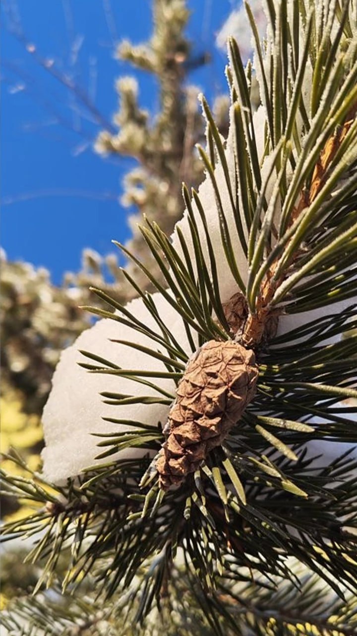Пусть за окном ещё лежит снег, а мороз не спешит отступать — в душе уже просыпается весна