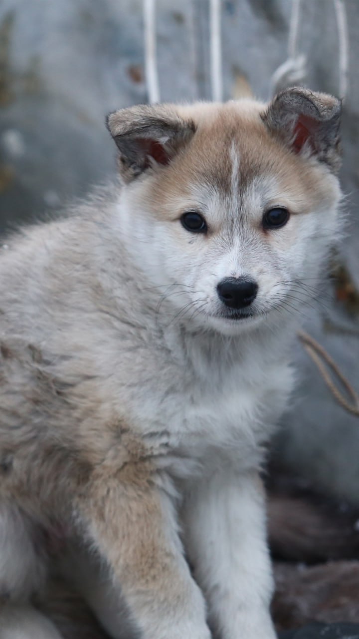 Пусть за окном ещё лежит снег, а мороз не спешит отступать — в душе уже просыпается весна Пусть за окном ещё лежит снег, а мороз не спешит отступать — в душе уже просыпается весна