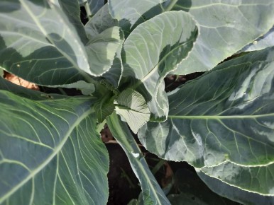 Необычные тайны капусты: что происходит на грядке и неожиданные результаты эксперимента