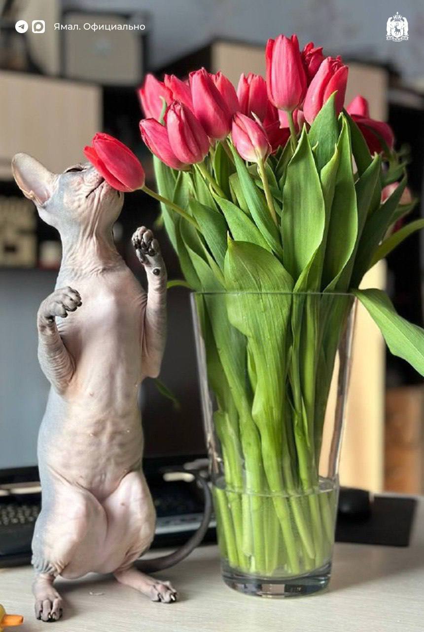 С первым днём весны, Ямал! С первым днём весны, Ямал!