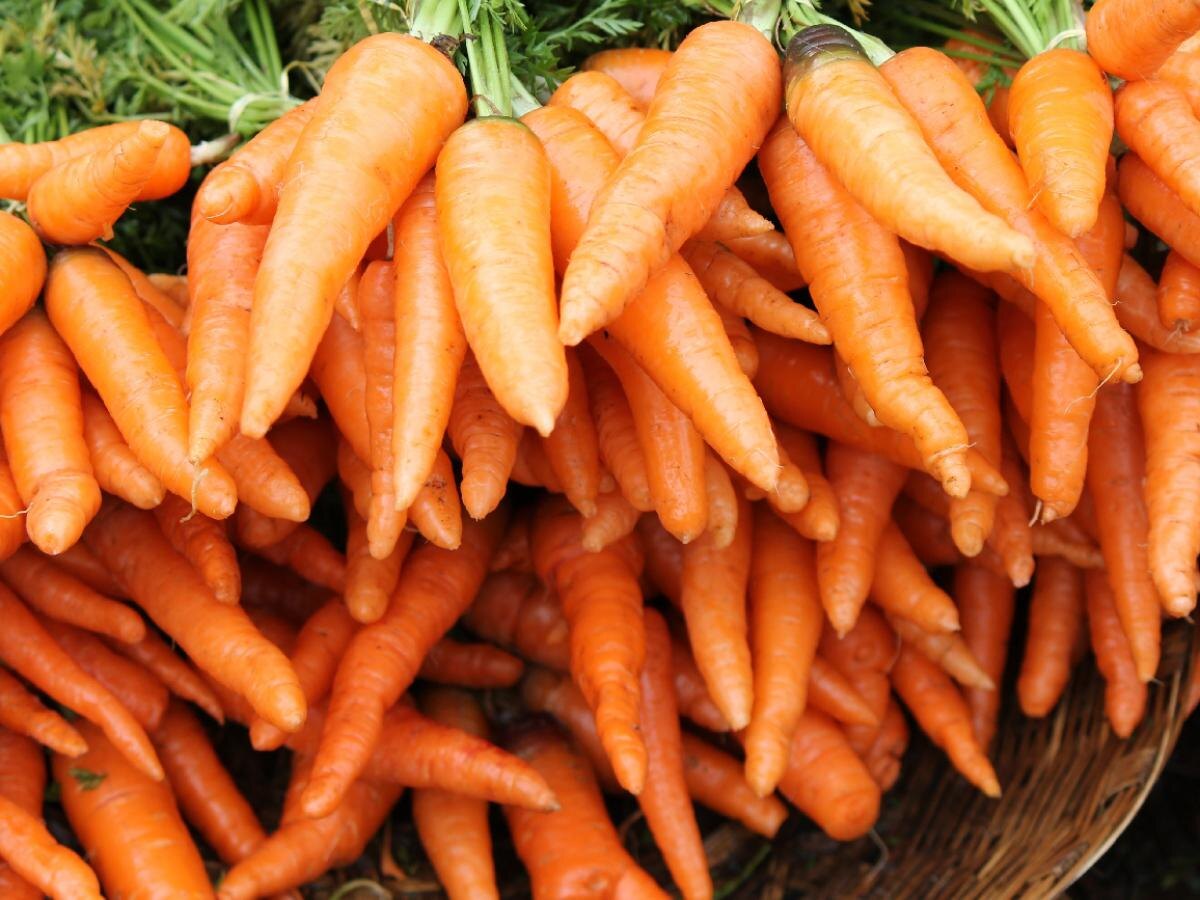 Как избежать трещин на моркови: секреты идеального урожая