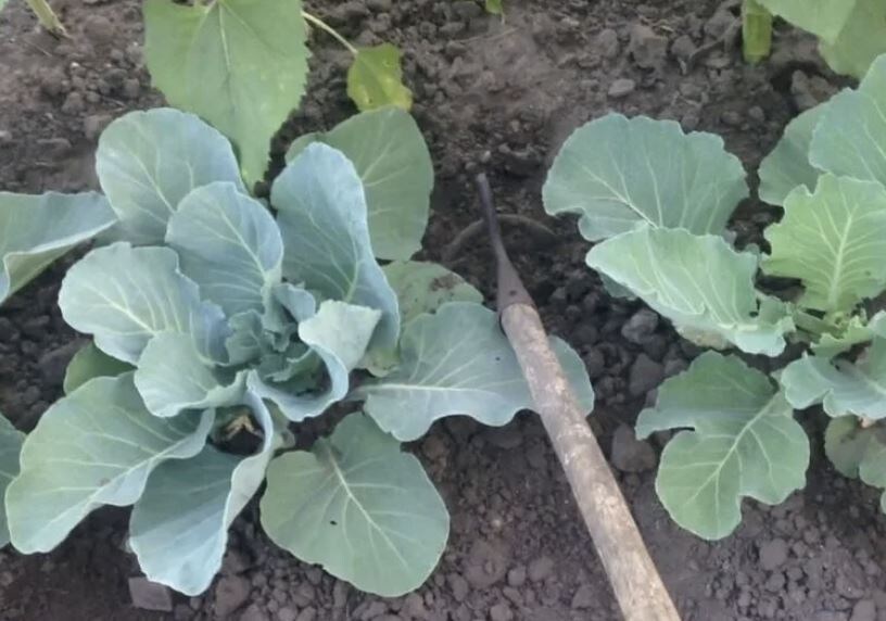 Окучивание капусты: необходимость или пустая трата времени?