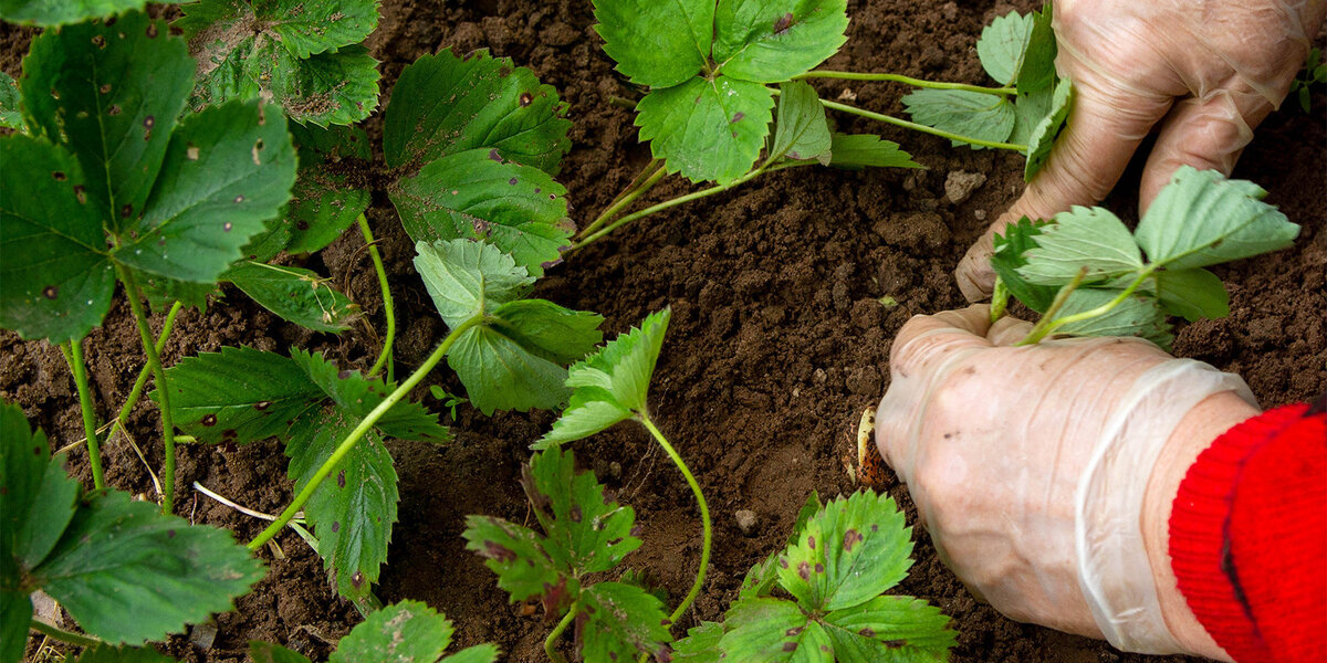 Как правильно ухаживать за ремонтантной клубникой осенью: советы по подкормкам и укрытию