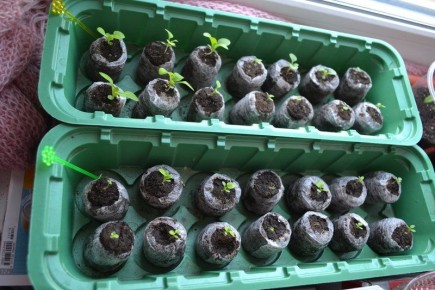 Торфяные таблетки: секреты использования и выгодные покупки для дачников