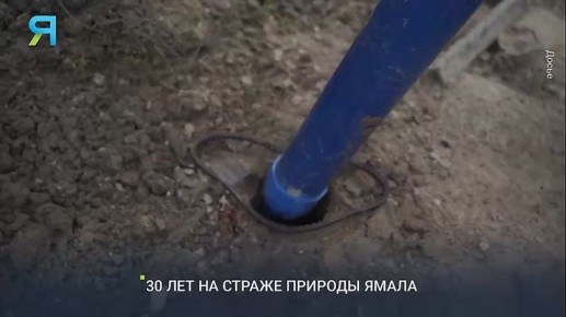 30 лет на страже природы. На Ямале забота о природе — это не только слова, а десятки лет практической работы