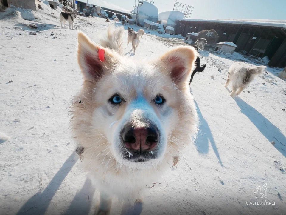 День открытых дверей и статистика приюта
