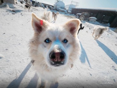 День открытых дверей и статистика приюта