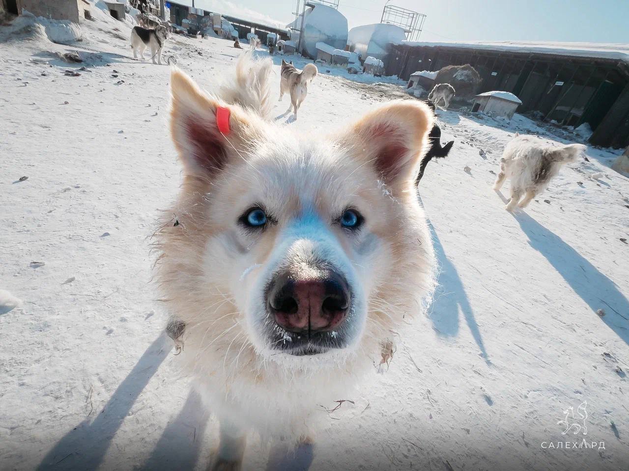 День открытых дверей и статистика приюта