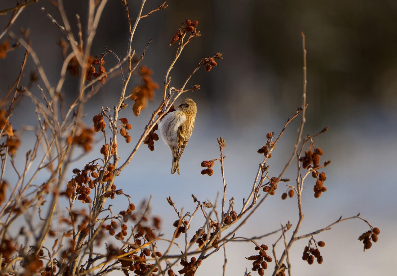 Доброе мартовское утро, друзья! Доброе мартовское утро, друзья!