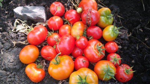 Лунный календарь на вторую половину июля: как не упустить шанс на богатый урожай