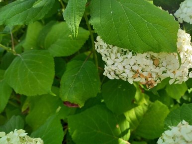 Как заботиться о гортензии осенью: секреты подготовки к зиме