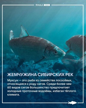 Жемчужина ямальских рек. Мускун — знаменитость водоёмов на Ямале