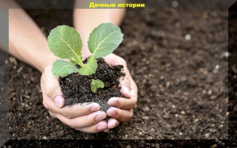 ������ ��������� ���������: ������ ������� ��� ���������� ���������