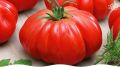 Роза Паво F1: томаты, которые впечатляют вкусом и урожайностью