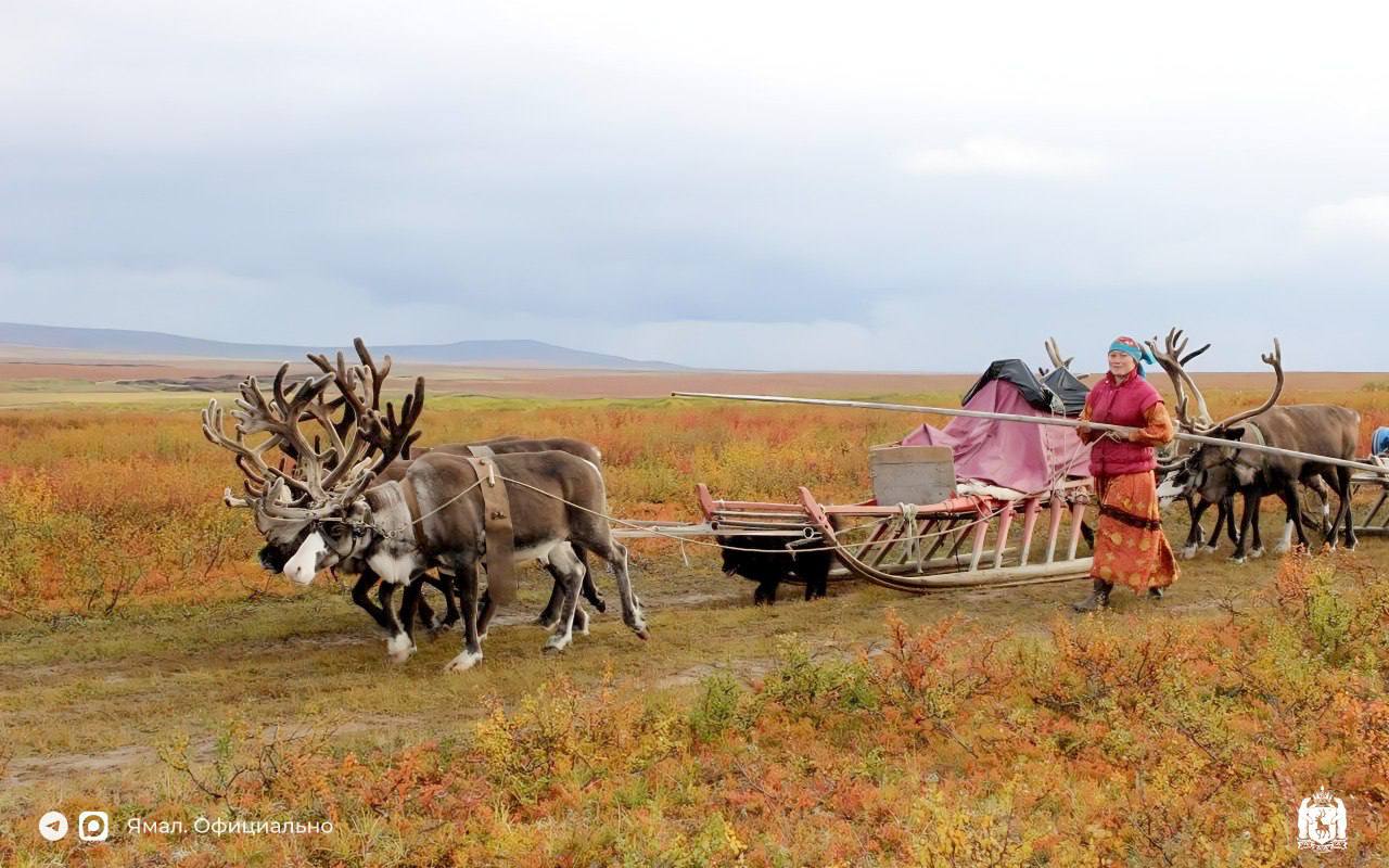 неЖенское дело: история оленевода Олеси Сязи