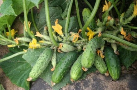 ������ ����� ���������� �� ���� �������: ������ ���� � ������