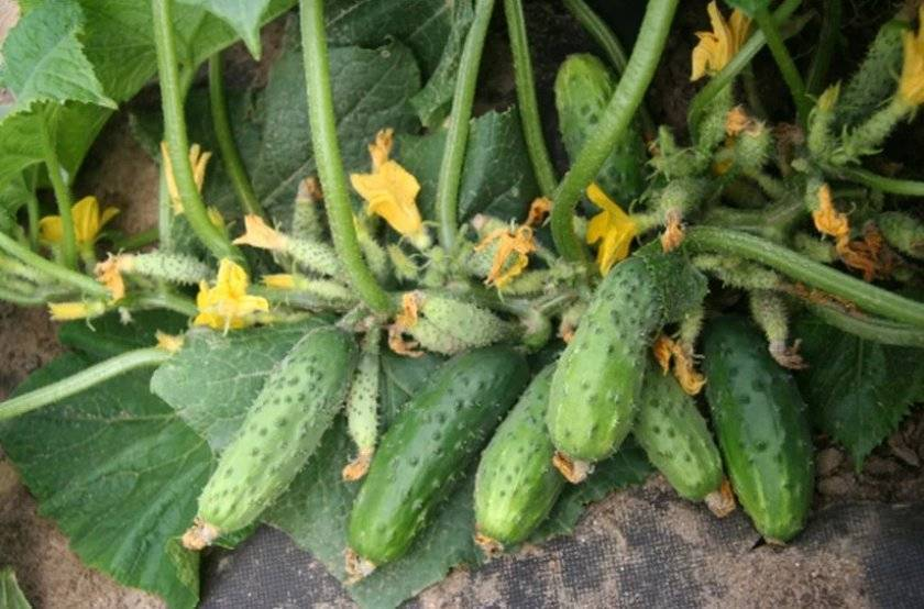 Почему стоит отказаться от этих огурцов: личный опыт и советы