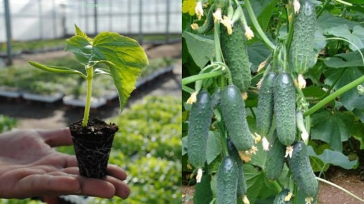 ��� ������� ����� �������: ������� ��������� ��������