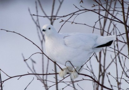 ������ ����, �������!. ����������, ���������� � ������������� �� ������������ ����