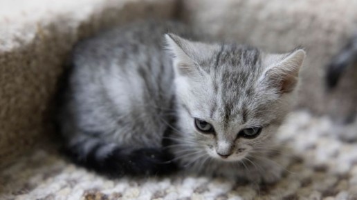 ������ ����, ��������!. �� ����� �43 �� �31, �� ��������� �52 � ��������� ������, ����� ������������� ����� ������ � ������ ������� ���� ��� ����� �������� ��������, ������� ������ �������� ����