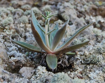 Дудлея ланцеолата: Элегантный суккулент для вашего дома