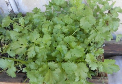 ��� ��������� ����� �� �����������: ������� ��������� ������