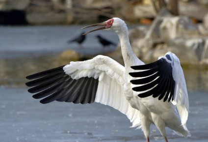 ����������� �������: ��� �������� � ��������� �������