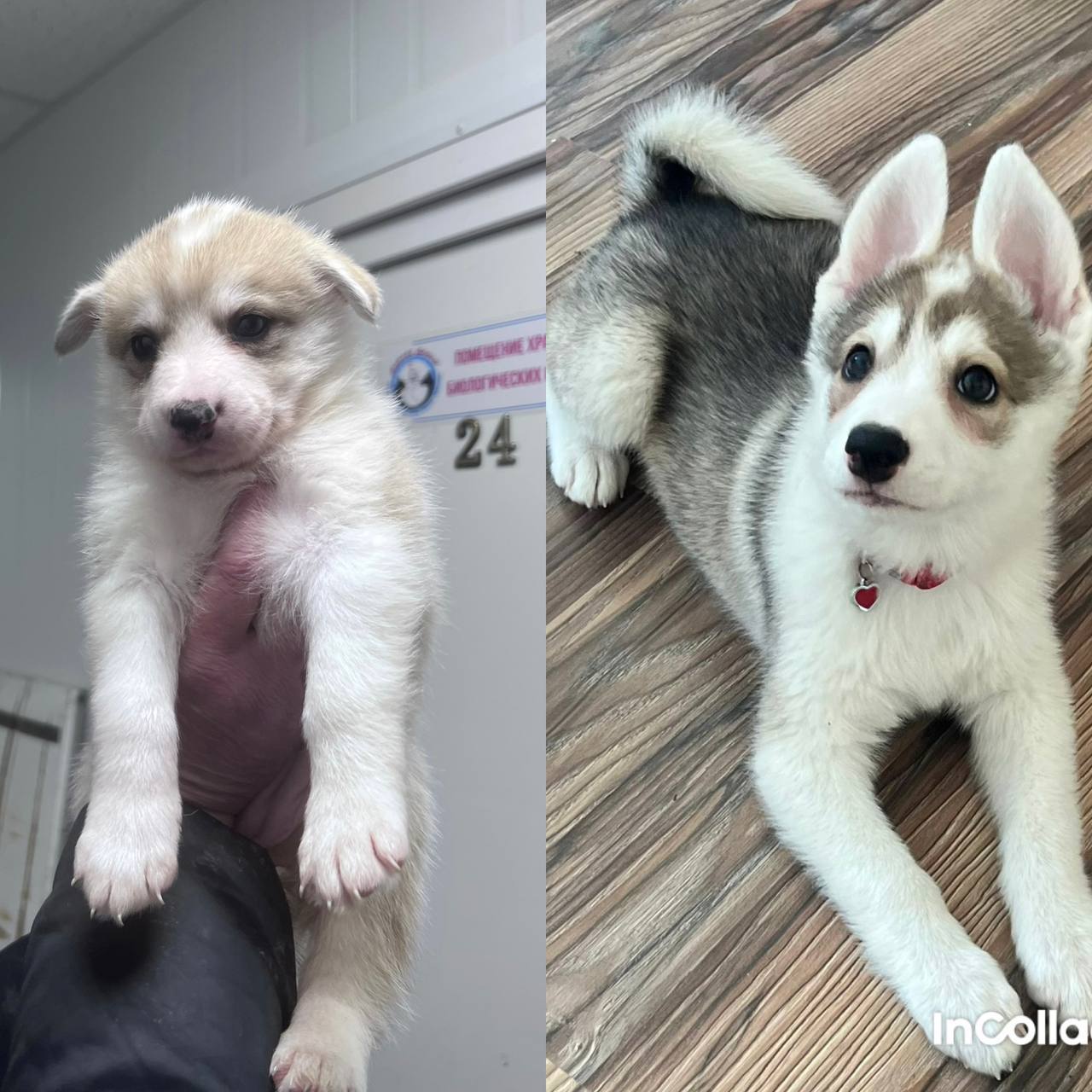 Счастье «дворянской» породы Счастье «дворянской» породы