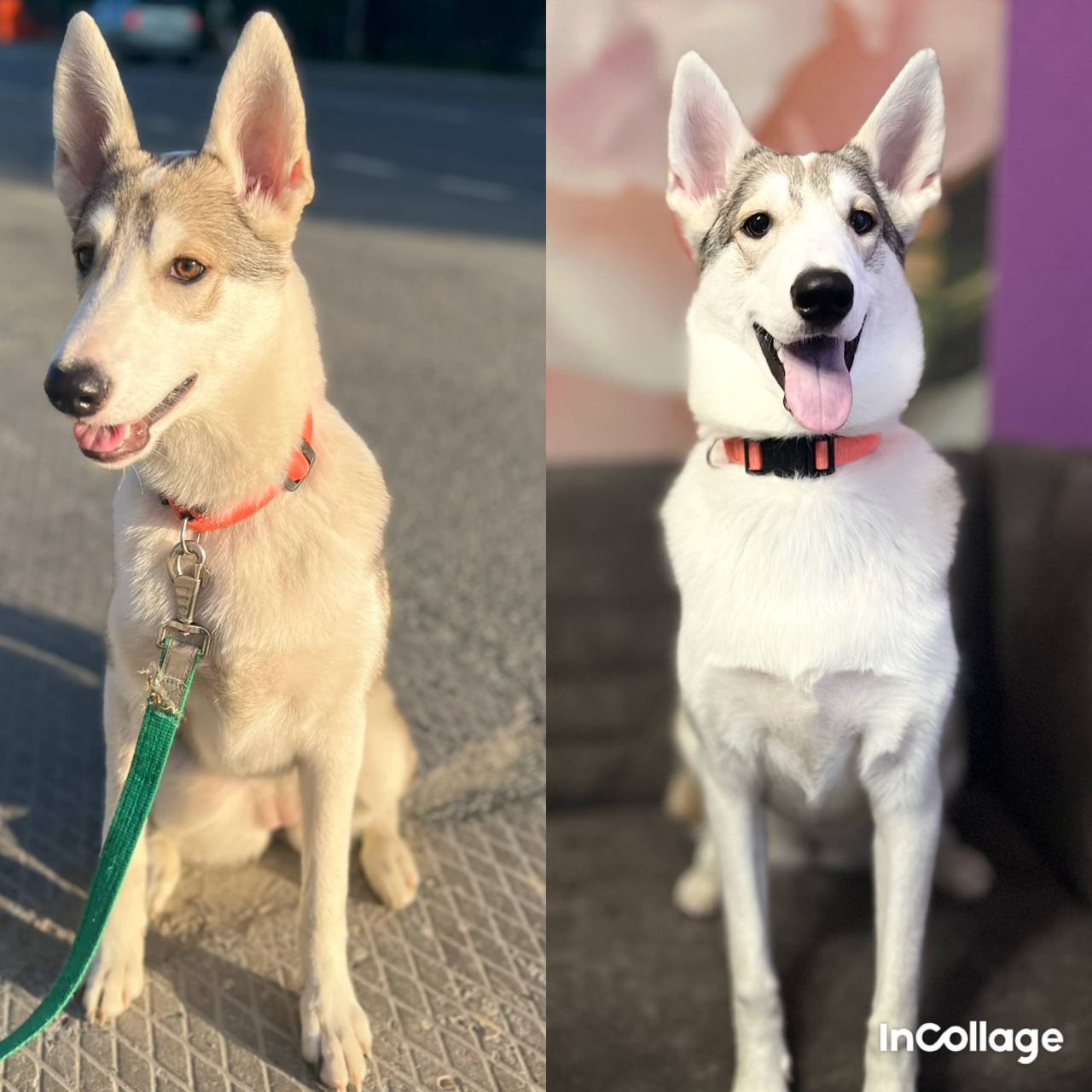 Счастье «дворянской» породы Счастье «дворянской» породы