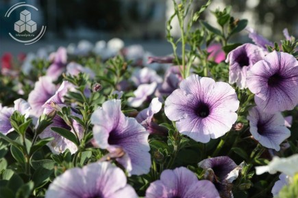 Давайте закроем глаза, представим зелёные деревья, цветущие клумбы, тёплые вечера на набережной и наберёмся терпения до этих прекрасных дней! Хороших выходных!