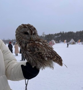 Эту красотку-совушку зовут Виктория