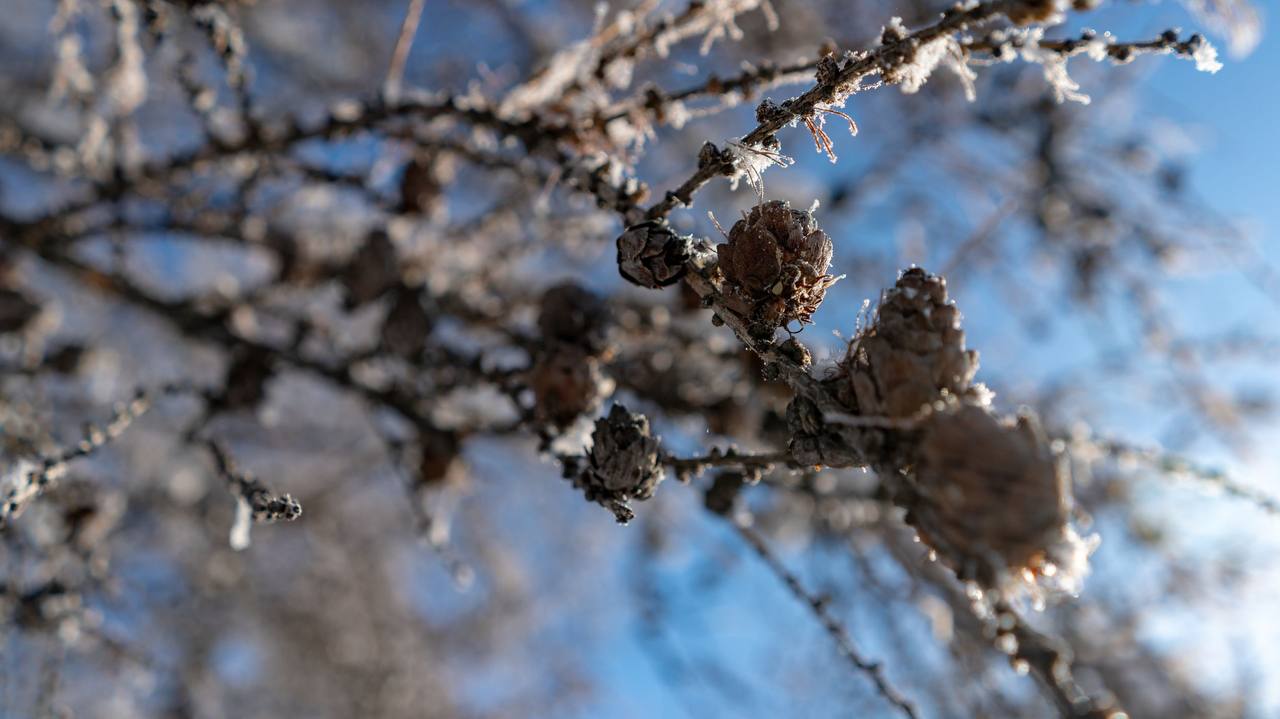 Тихое пробуждение Севера. Деревья стоят в белом ажуре, дома укутаны снегом, но солнце уже греет иначе — почеловечески Тихое пробуждение Севера. Деревья стоят в белом ажуре, дома укутаны снегом, но солнце уже греет иначе — почеловечески