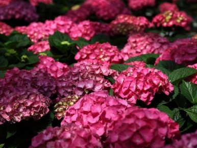 ��������� ��� ����: ��� �����, ������� ���������� ��� ���