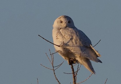 � ��������� ������������� ������� ���� � �����������