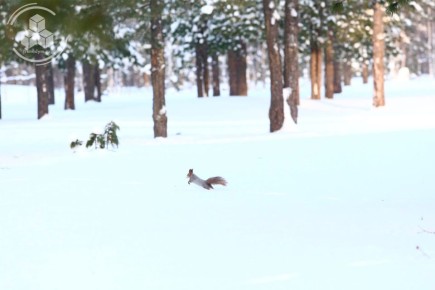 Юху-у-у! Суббота! Ай-да в парк гулять!