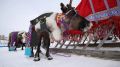 В Губкинском прошёл первый в истории города День оленевода