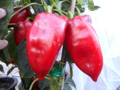 Слоновое ухо: как вырастить идеальный перец на своем участке