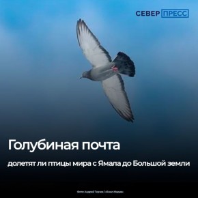 С замедлением популярных мессенджеров в Сети все чаще шутят о возрождении голубиной почты