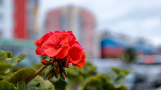 Салехард летом превратится в городсад