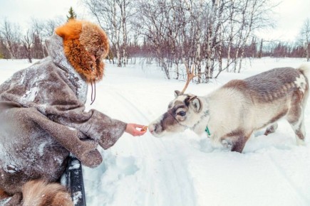 Поделись со мной, олень, ягелем по-братски